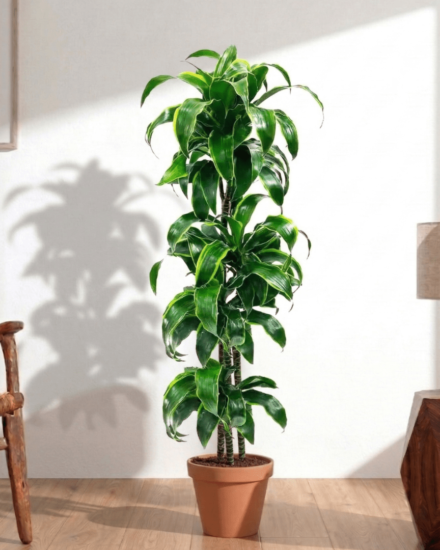 Dorado Dracaena (Dracaena fragrans) - Bostan