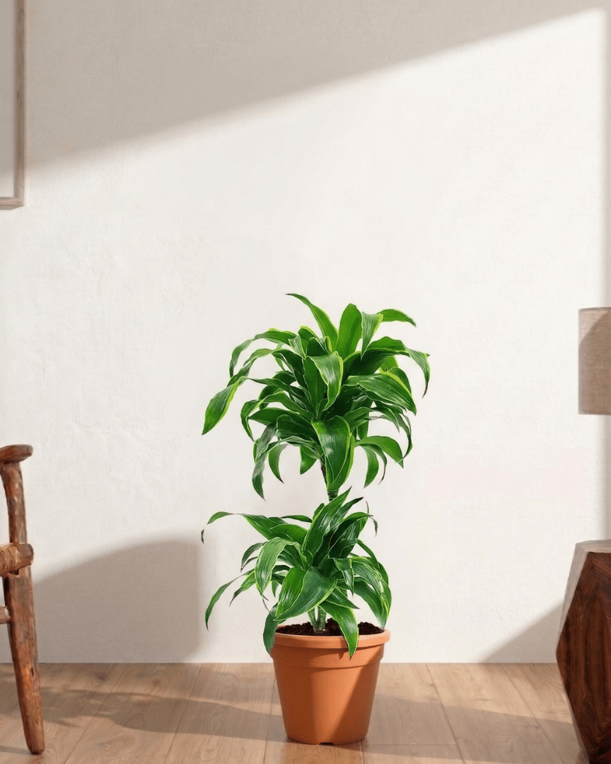 Dorado Dracaena (Dracaena fragrans) - Bostan