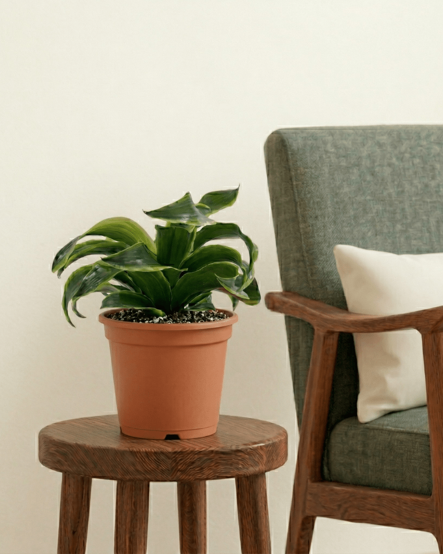 Dorado Dracaena (Dracaena fragrans) - Bostan
