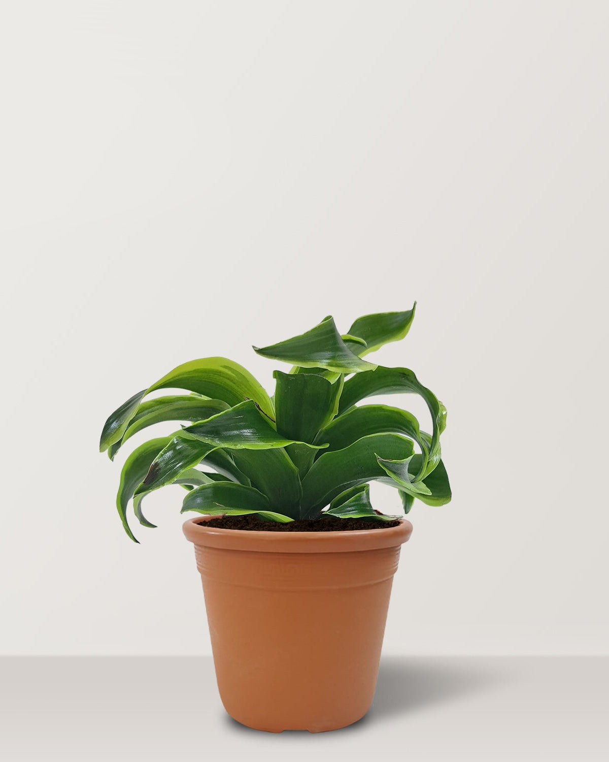 Dorado Dracaena (Dracaena fragrans) - Bostan Al Jazeera