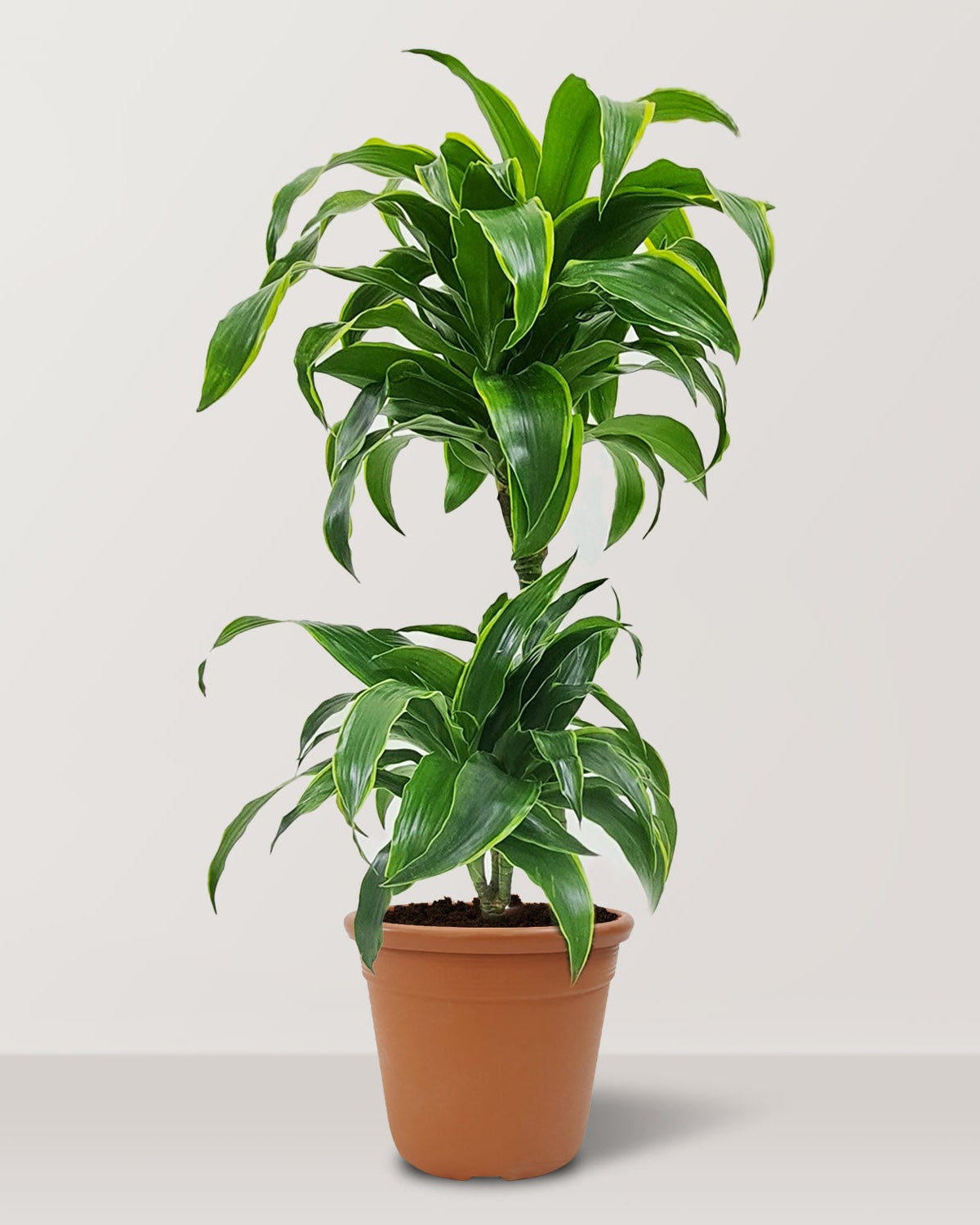 Dorado Dracaena (Dracaena fragrans) - Bostan Al Jazeera