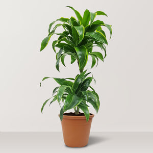 Dorado Dracaena (Dracaena fragrans) - Bostan Al Jazeera