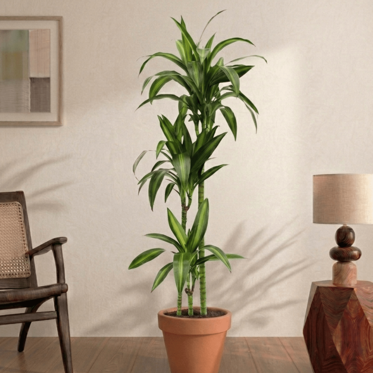Dracaena Hawaiian Sunshine (Dracaena)