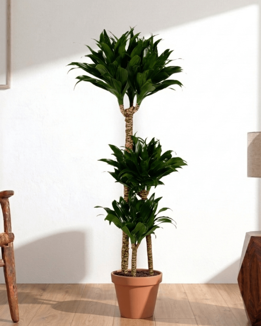 Dracaena Janet Craig (Dracaena fragrans Compacta) - Bostan