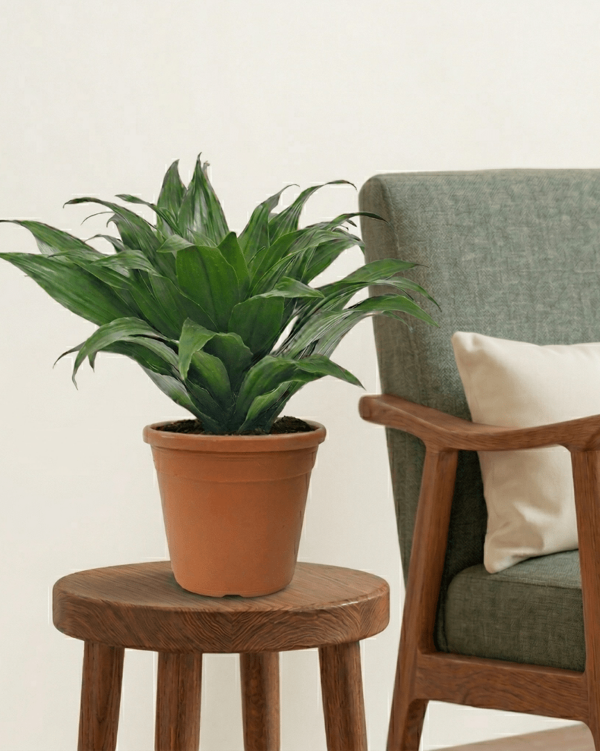 Dracaena Janet Craig (Dracaena fragrans Compacta) - Bostan