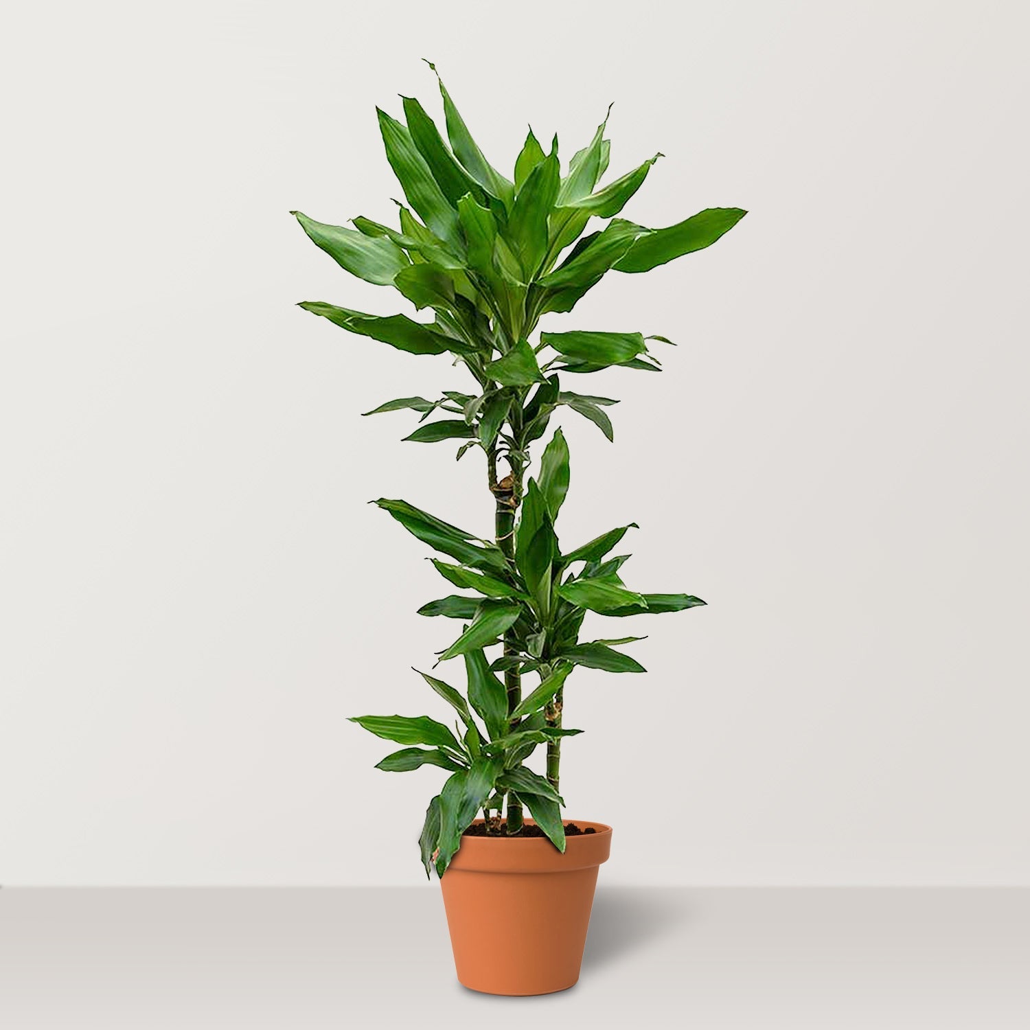 Dragon Tree (Dracaena fragrans Janet Lind) - Bostan Al Jazeera