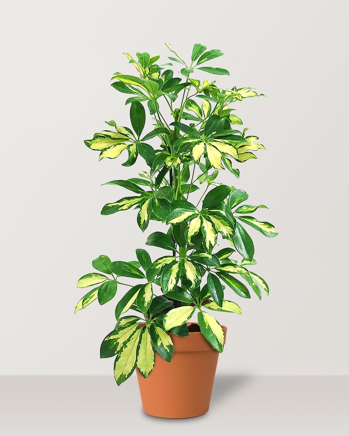 Dwarf Umbrella Tree (Schefflera arboricola Gold Capella) - Bostan Al Jazeera