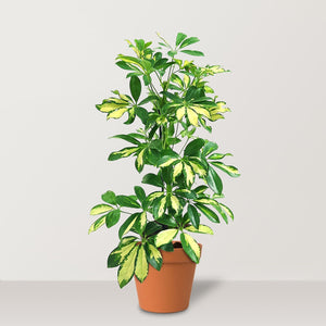Dwarf Umbrella Tree (Schefflera arboricola Gold Capella) - Bostan Al Jazeera