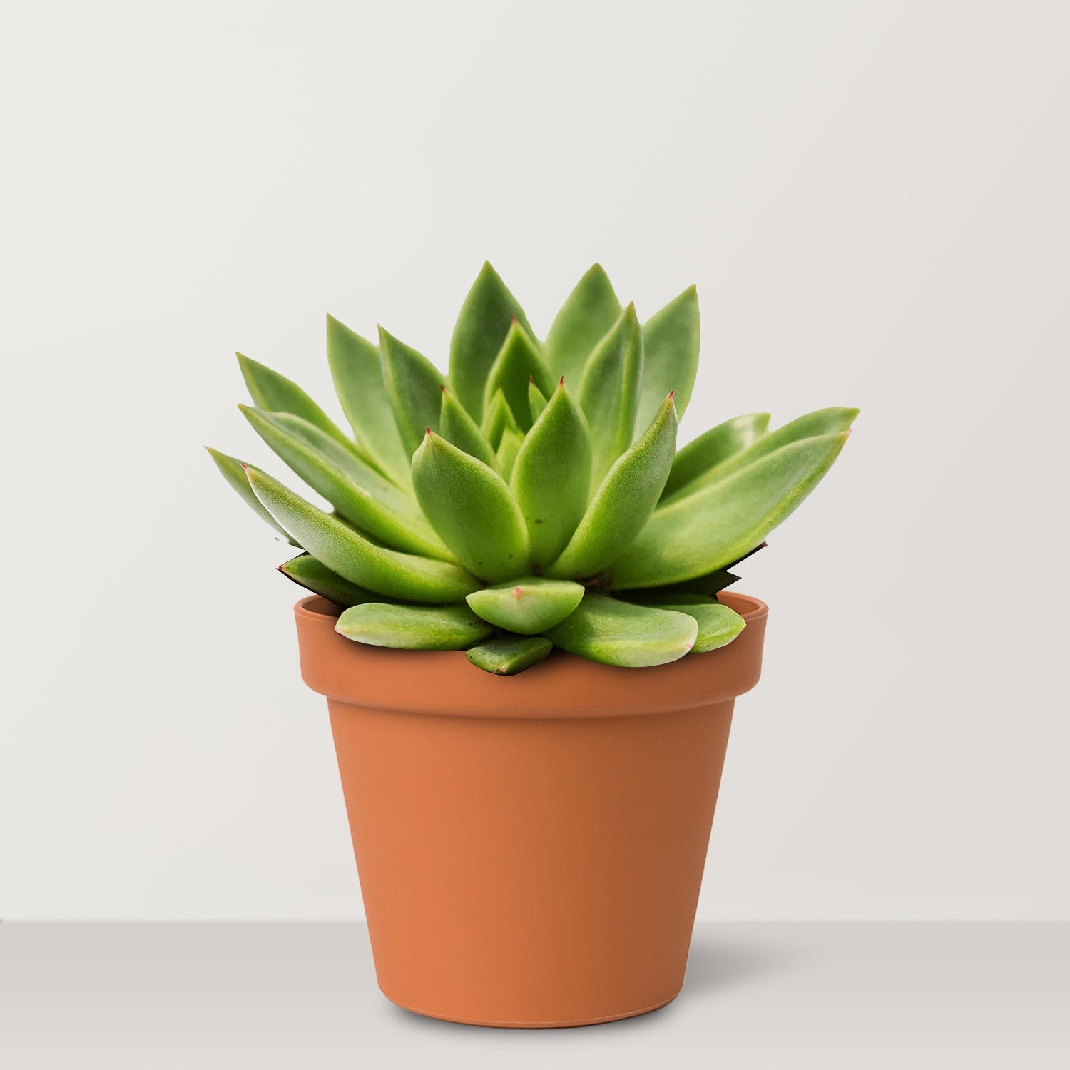 Echeveria agavoides (Lipstick Echeveria) - Bostan Al Jazeera