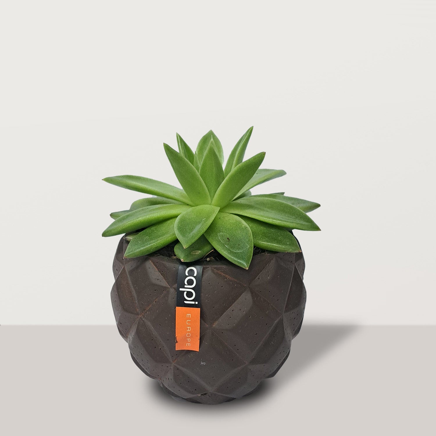 Echeveria with capi pot - Bostan Al Jazeera