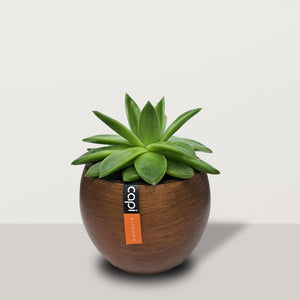 Echeveria with capi pot - Bostan Al Jazeera