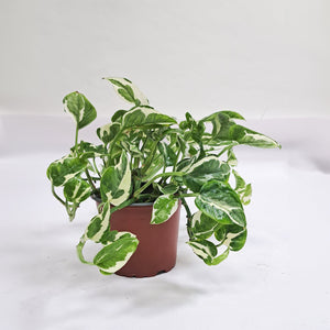 Epipremnum aureum 'N'joy' | 15 - 20 cm - Bostan Al Jazeera