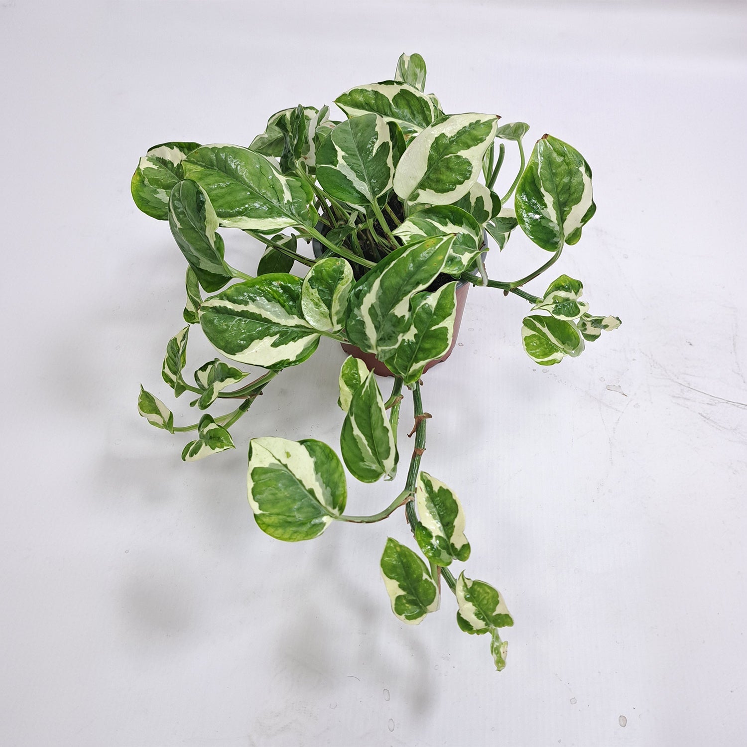 Epipremnum aureum 'N'joy' | 15 - 20 cm - Bostan Al Jazeera