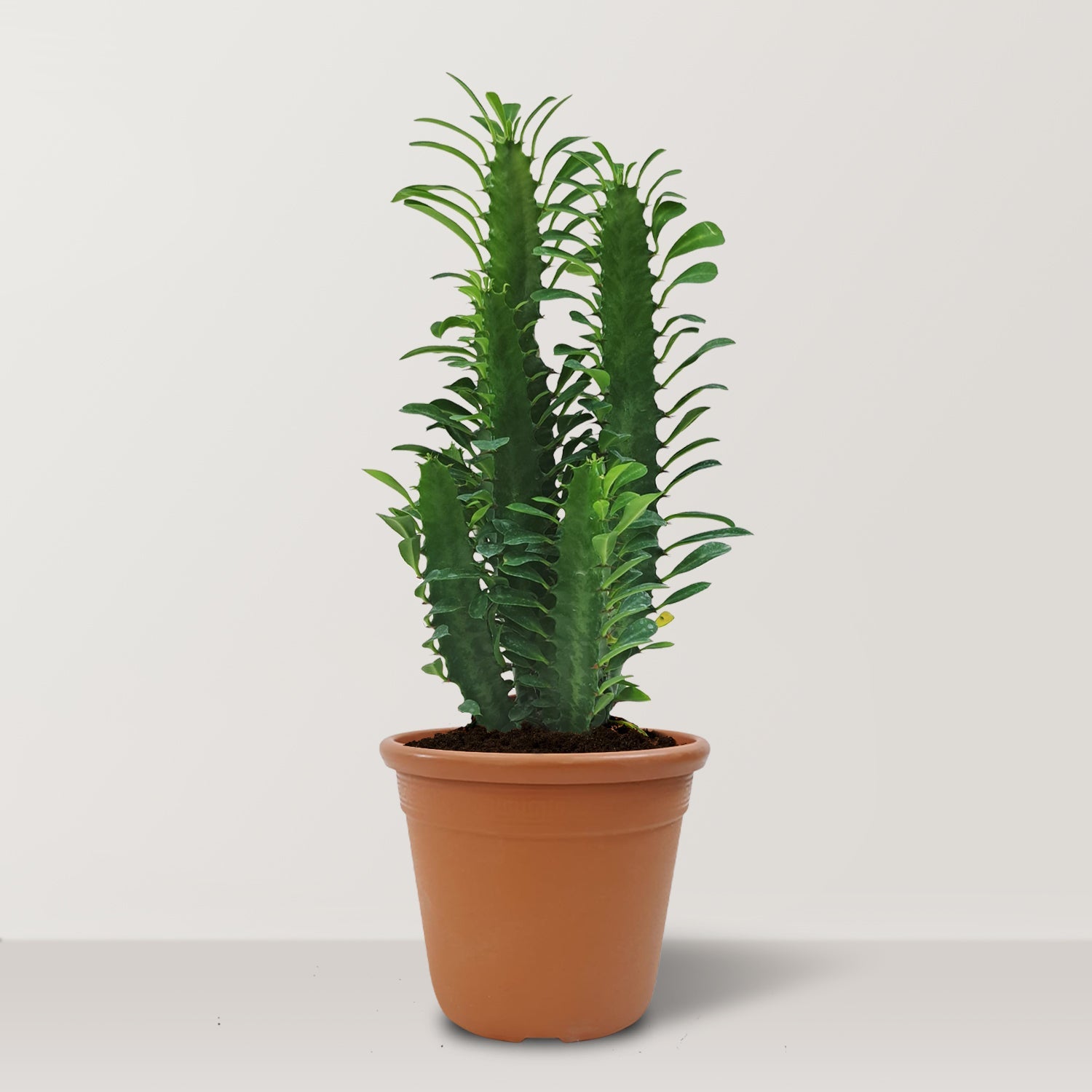 Euphorbia trigona - Bostan Al Jazeera