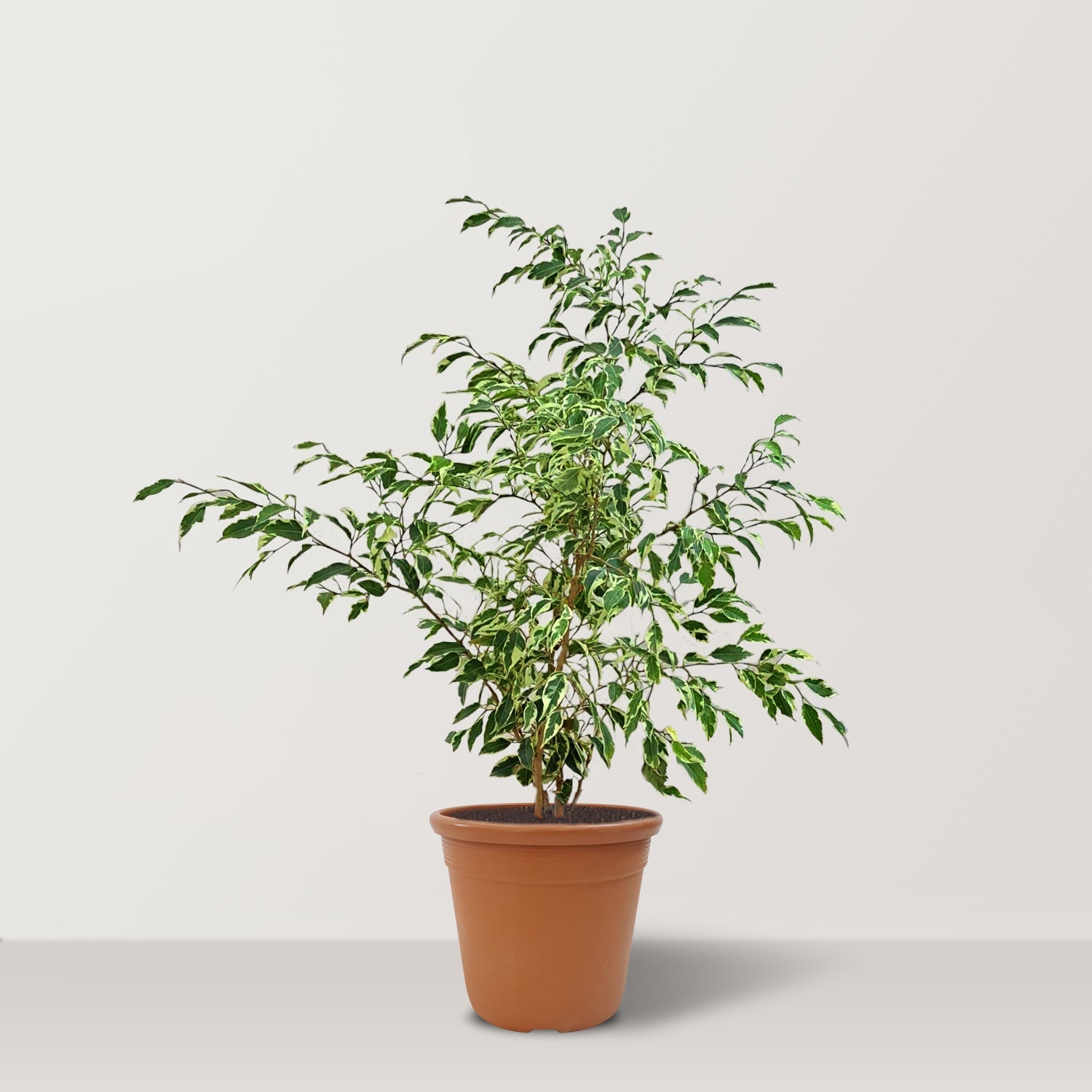 Ficus Benjamena Variegata (Weeping Fig) - Bostan Al Jazeera