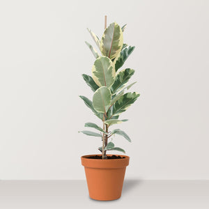 Ficus Elastica Variegata (Rubber Plant) - Bostan Al Jazeera