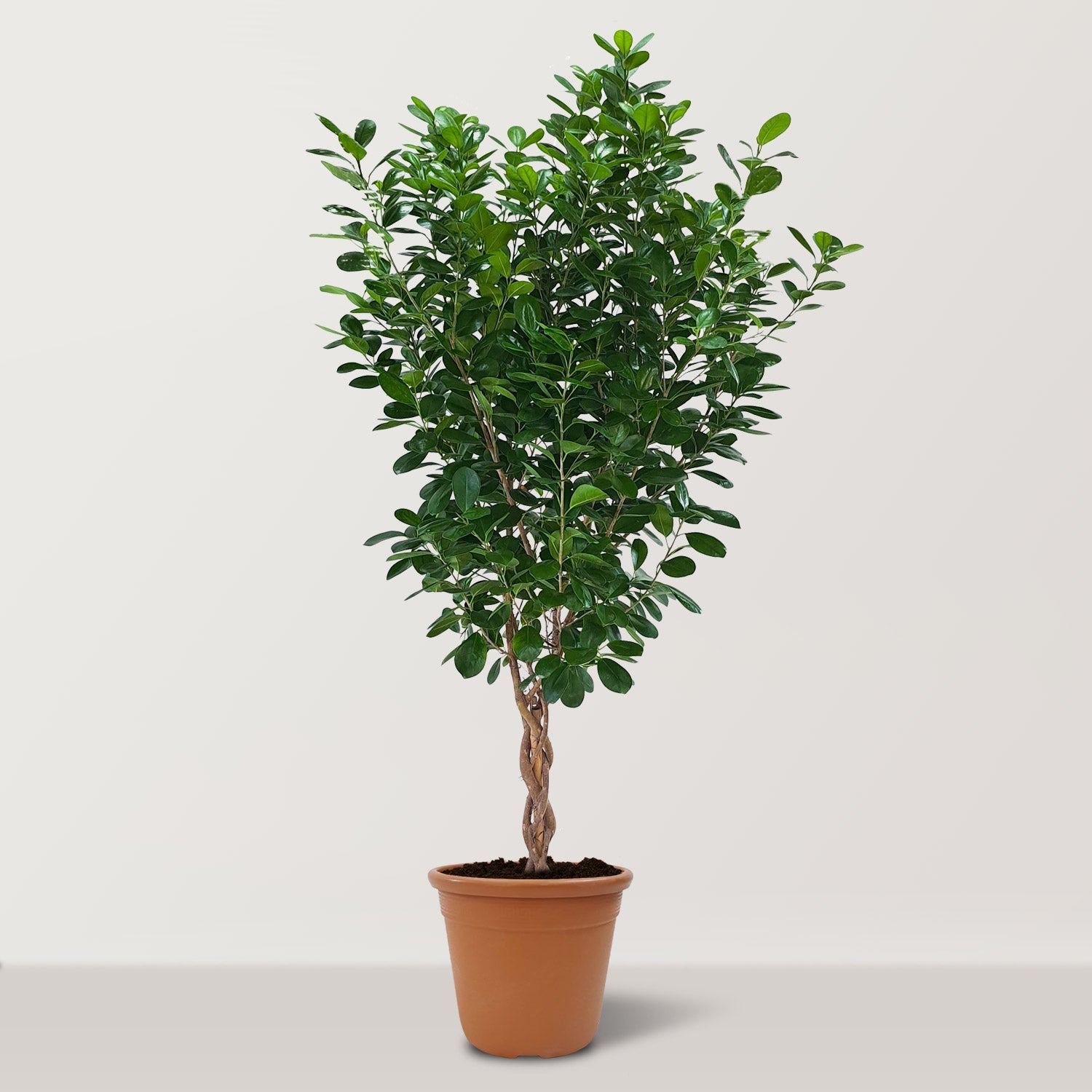 Ficus Panda Braided (Ficus retusa) - Bostan Al Jazeera