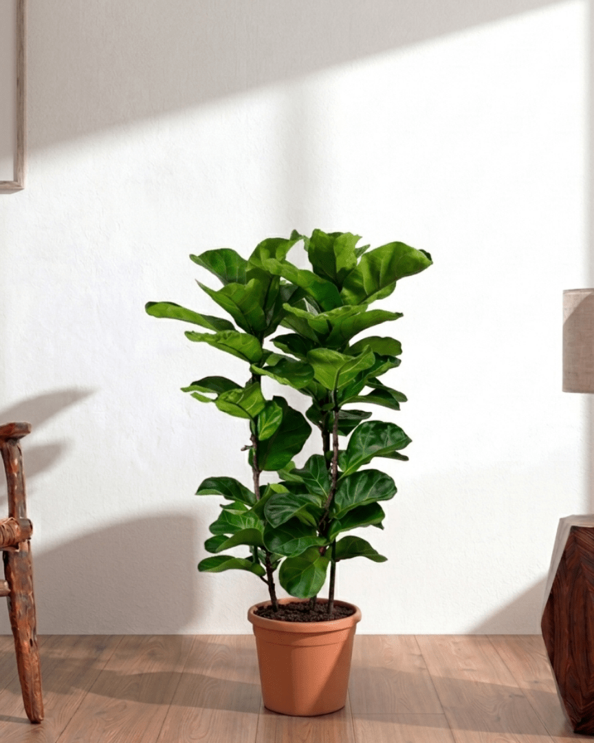 Fiddle Leaf Fig (Ficus lyrata) - Bostan