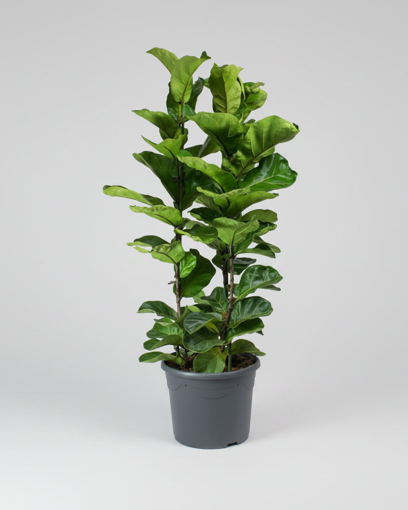 Fiddle Leaf Fig (Ficus lyrata) - Bostan Al Jazeera