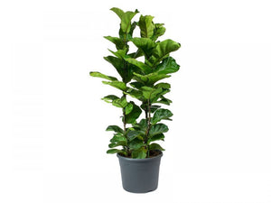 Fiddle Leaf Fig (Ficus lyrata) - Bostan Al Jazeera