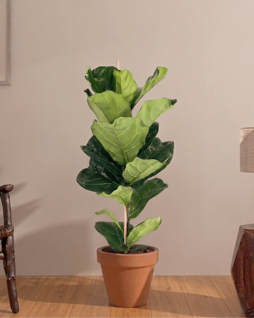 Fiddle Leaf Fig (Ficus lyrata) - Bostan