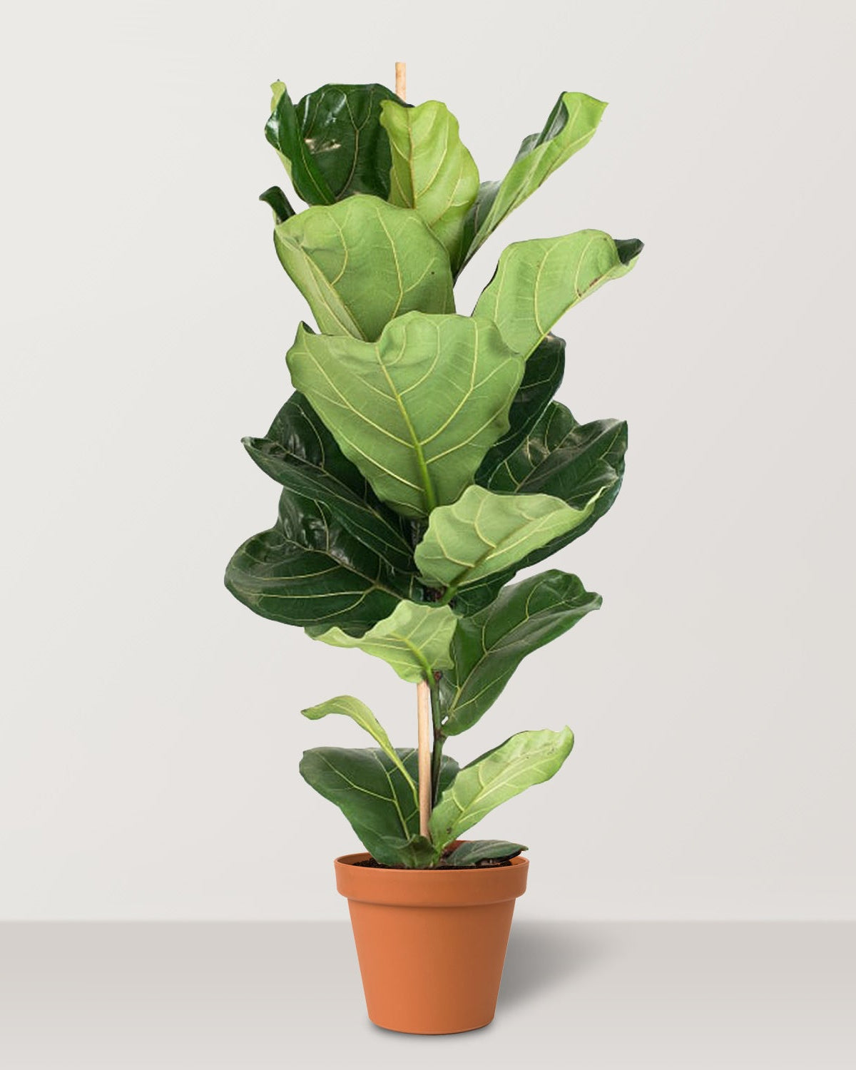 Fiddle Leaf Fig (Ficus lyrata) - Bostan Al Jazeera