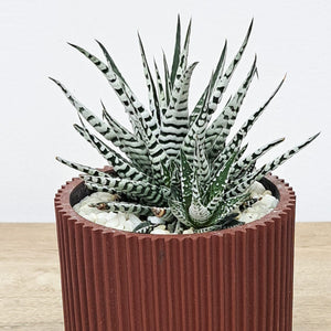 Haworthia with Pot - Bostan Al Jazeera