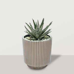 Haworthia with Pot - Bostan Al Jazeera