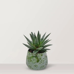 Haworthia with Pot - Bostan Al Jazeera