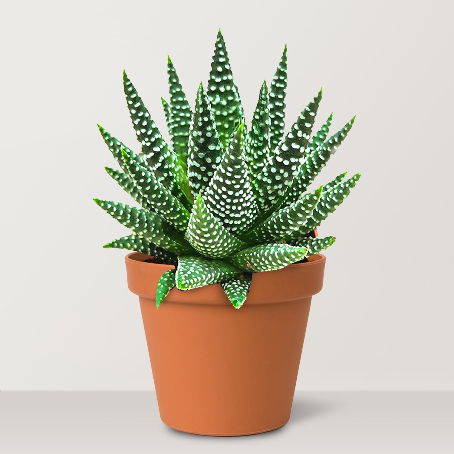 Haworthia (Zebra Cactus) - Bostan Al Jazeera