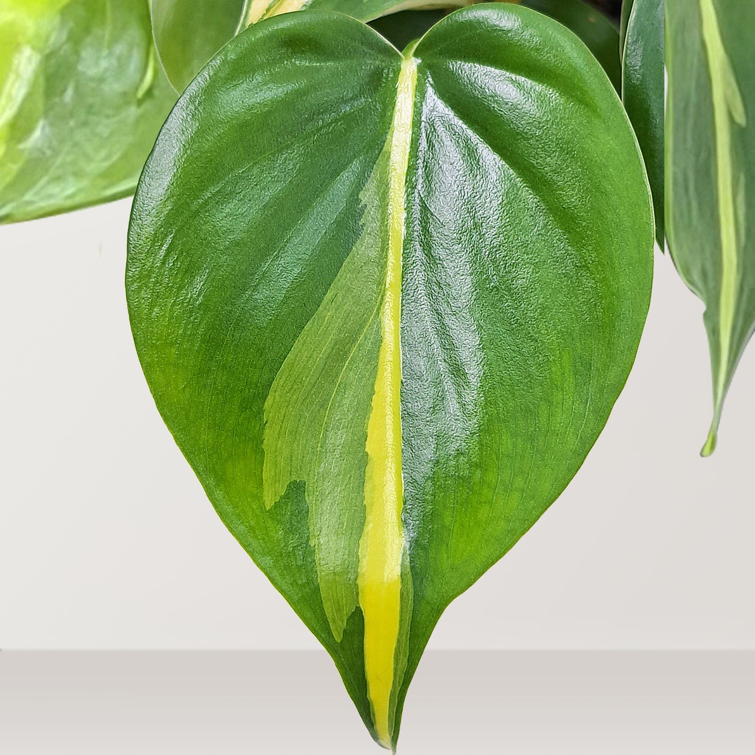 Heart Leaf (Phillodendran hederaceum) - Bostan Al Jazeera