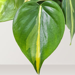 Heart Leaf (Phillodendran hederaceum) - Bostan Al Jazeera