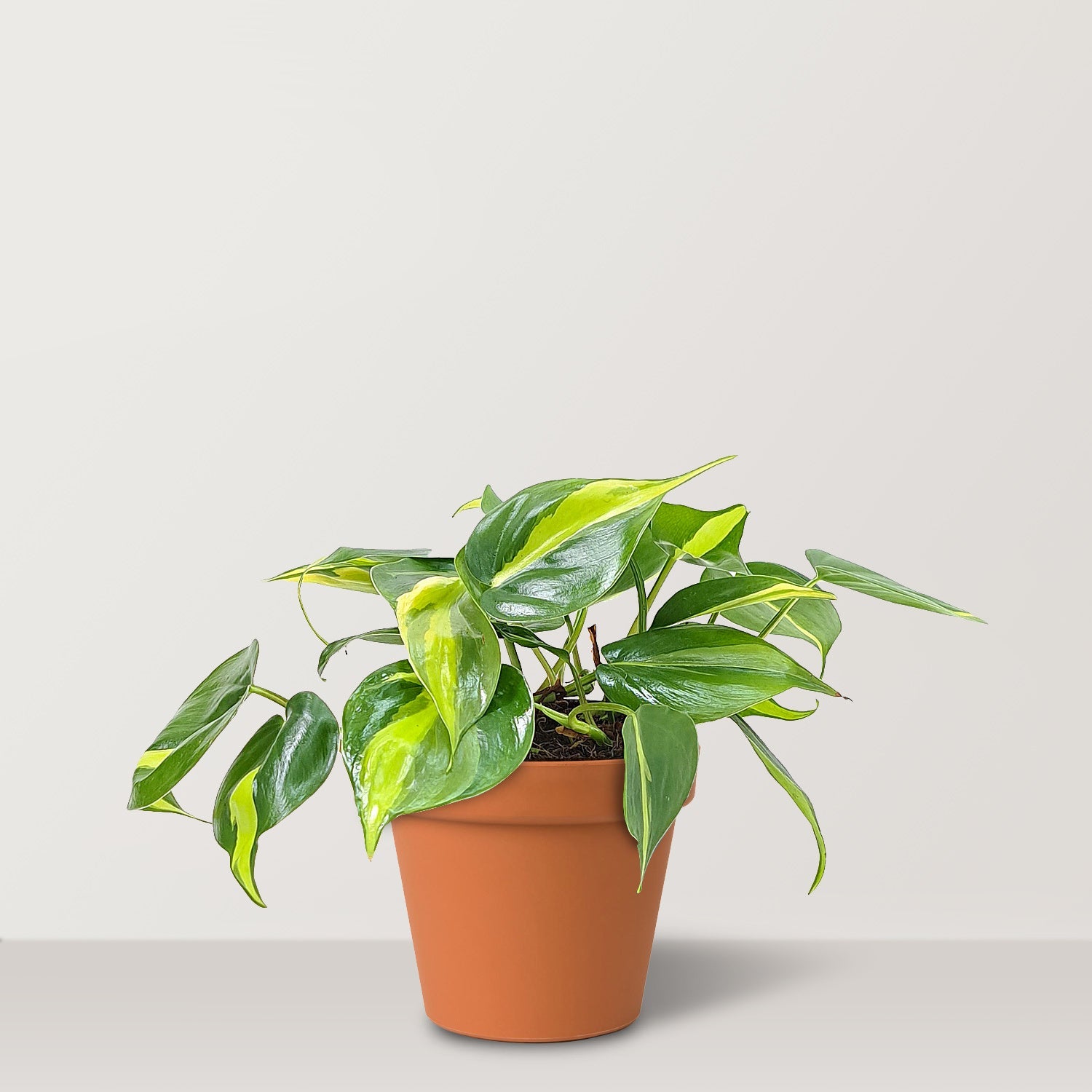 Heart Leaf (Phillodendran hederaceum) - Bostan Al Jazeera