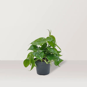 Heart Leaf (Phillodendran hederaceum) - Bostan Al Jazeera