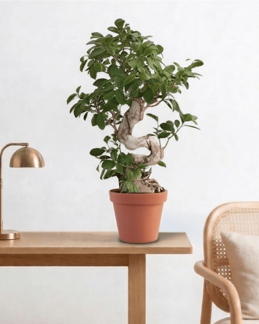 Indian Laurel (Ficus microcarpa Ginseng) - Bostan