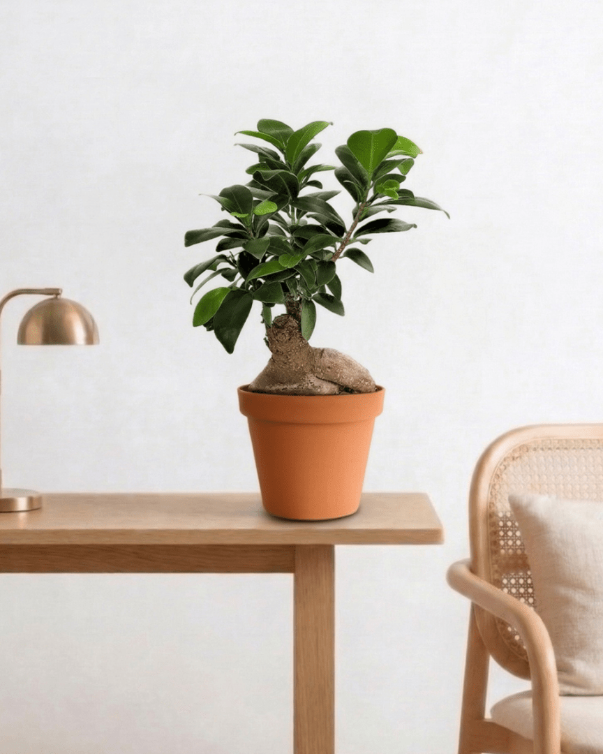 Indian Laurel (Ficus microcarpa Ginseng) - Bostan