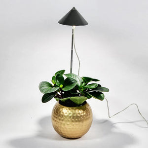 iSUN Pole Grow Light - Bostan Al Jazeera