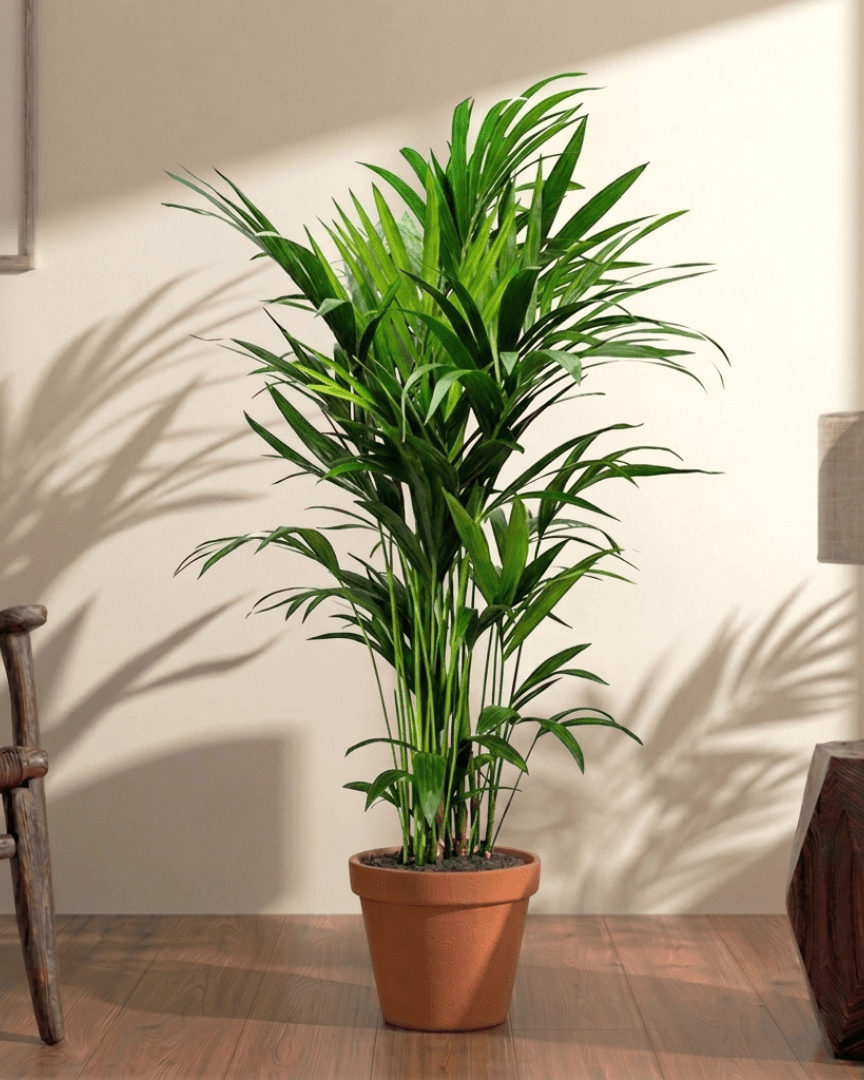 Kentia Palm (Howea forsteriana) - Bostan