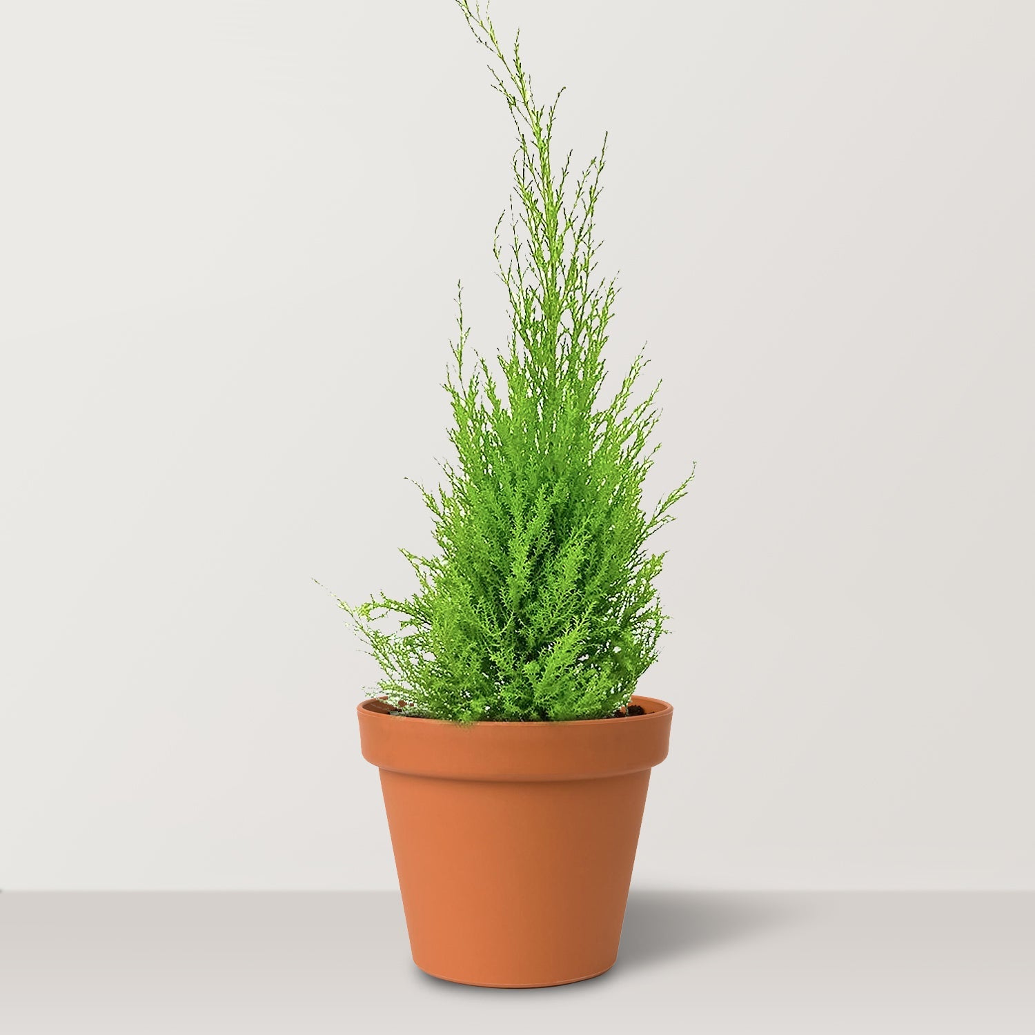 Lemon Cypress (Hesperocyparis macrocarpa Gold crest) - Bostan Al Jazeera