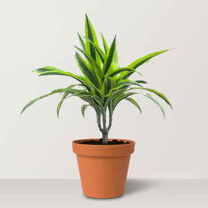 Lemon Lime (Dracaena deremensis) - Bostan Al Jazeera