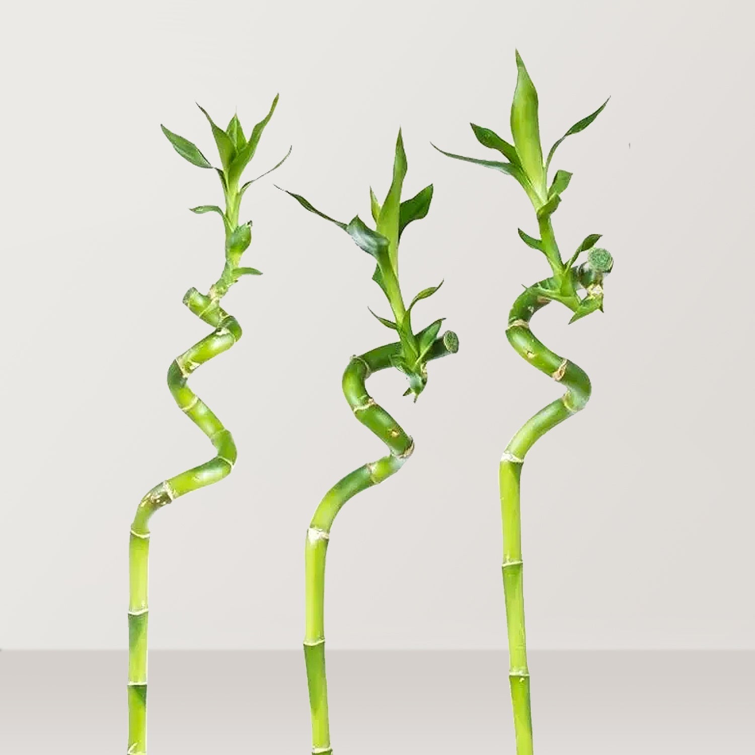 Lucky Bamboo (Dracaena braunii) - Bostan Al Jazeera