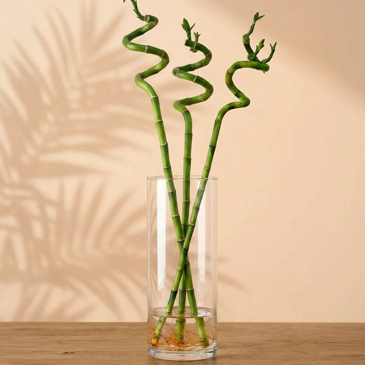 Lucky Bamboo (Dracaena braunii) | Indoor Plants Riyadh | Bostan
