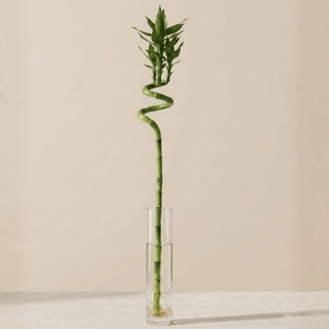 Lucky Bamboo (Dracaena braunii) - Bostan