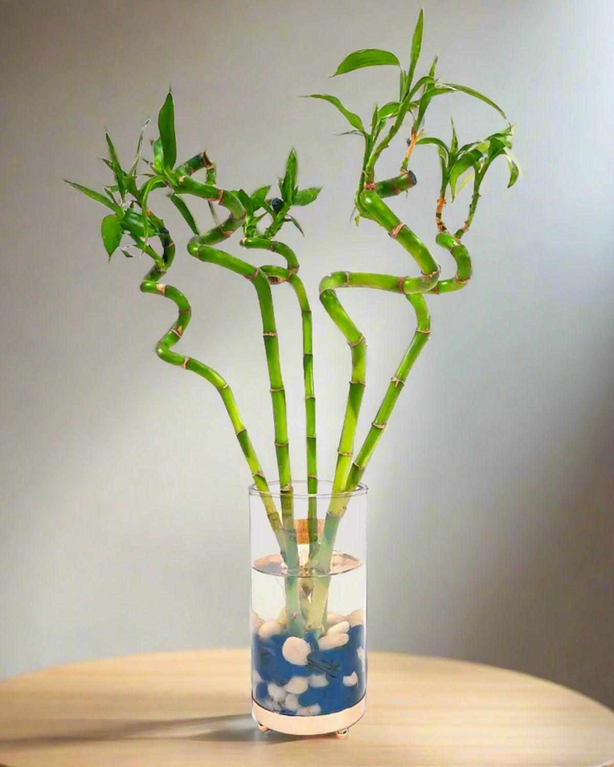 Lucky Bamboo (Dracaena Braunii) with vertical glass vase - Bostan Al Jazeera