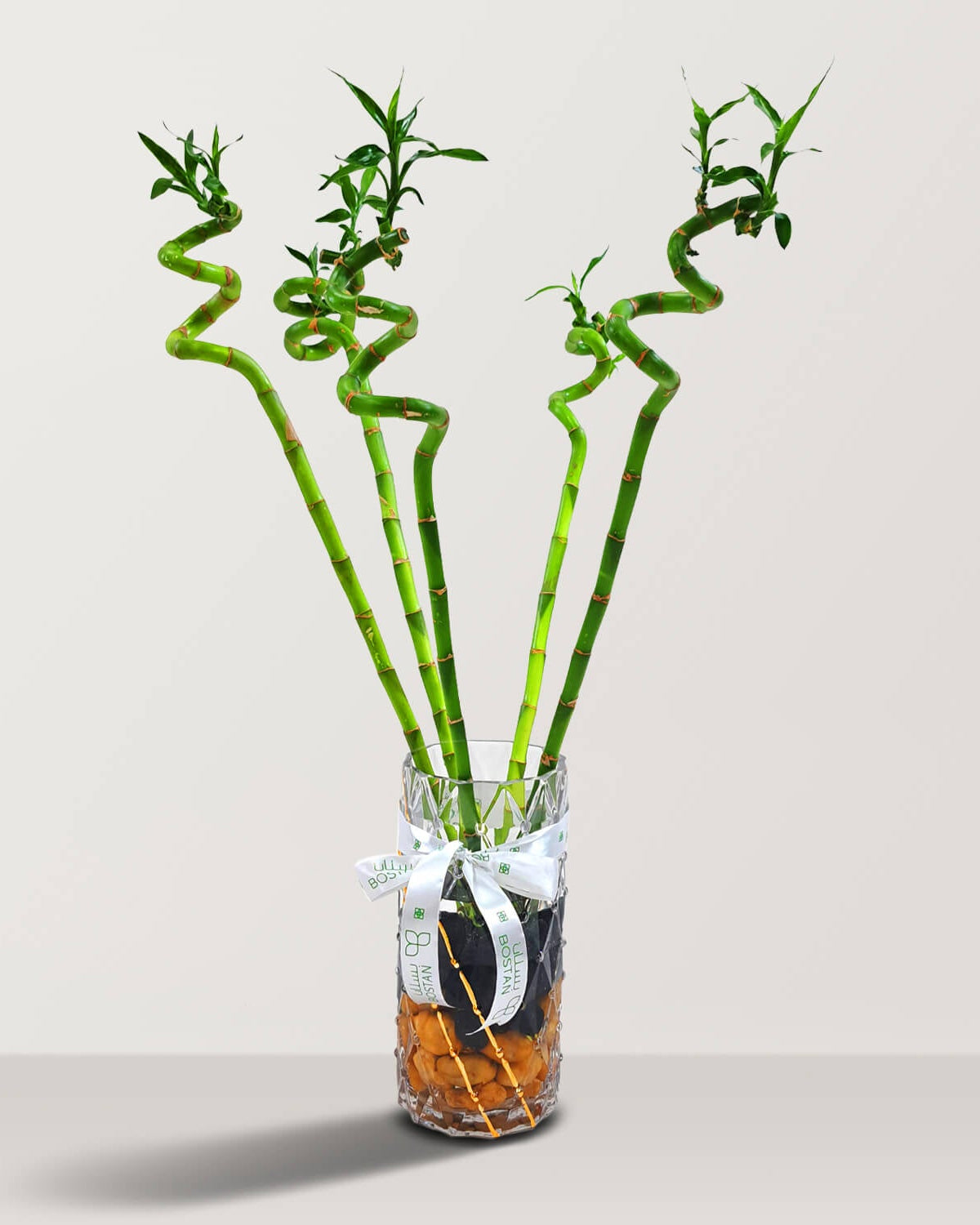 Lucky Bamboo (Dracaena Braunii) with vertical glass vase - Bostan Al Jazeera
