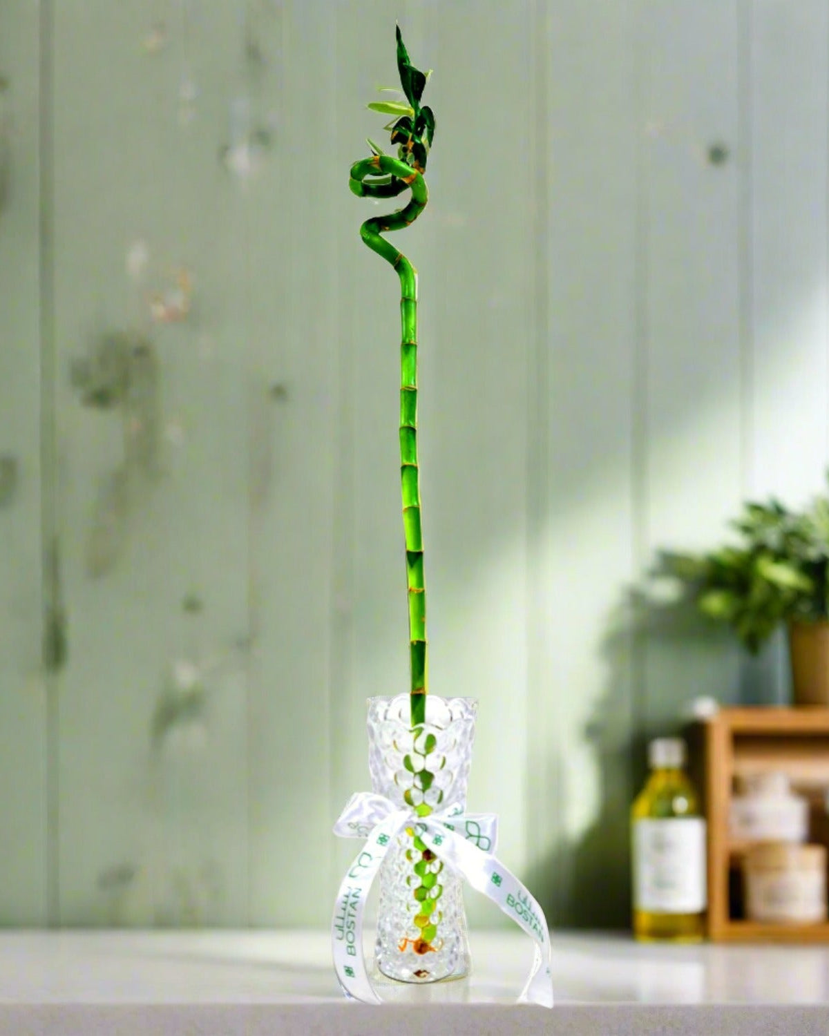 Lucky Bamboo (Dracaena Braunii) with vertical glass vase - Bostan Al Jazeera
