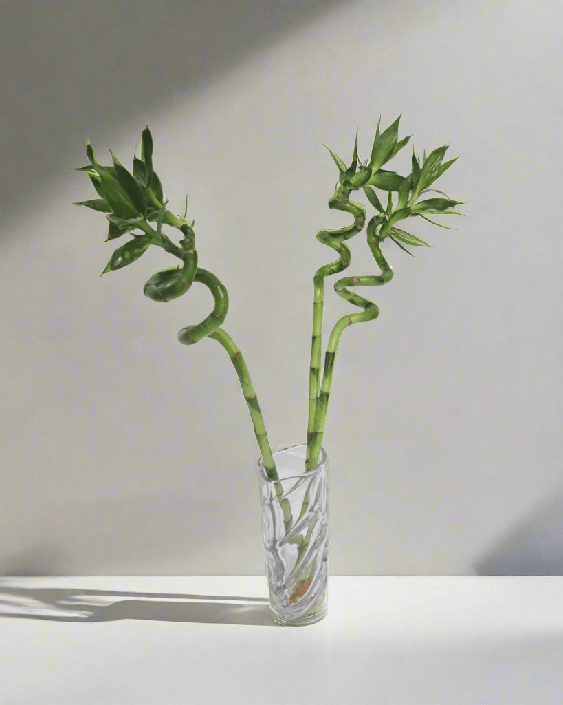 Lucky Bamboo (Dracaena Braunii) with vertical glass vase - Bostan Al Jazeera
