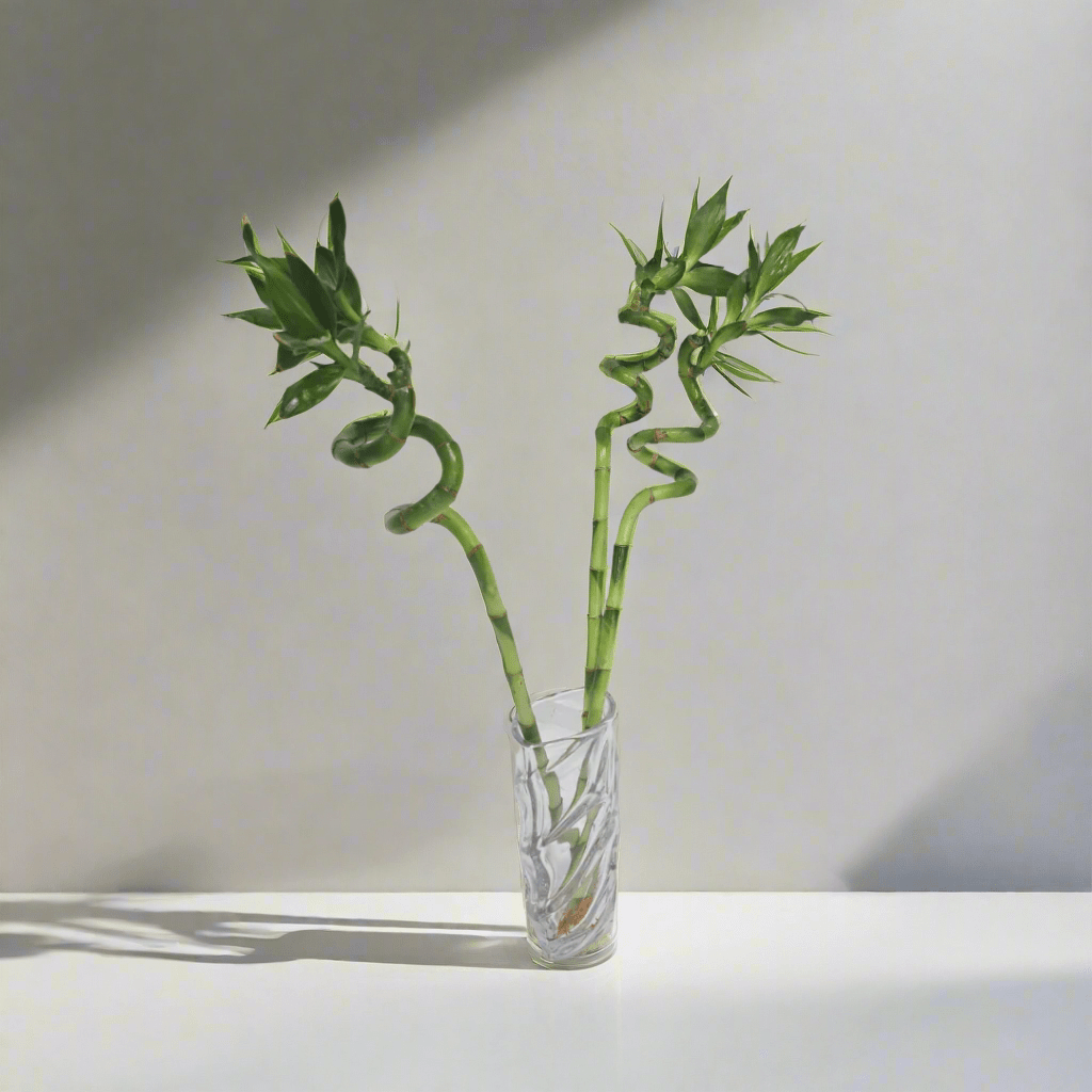 Lucky Bamboo (Dracaena Braunii) with vertical glass vase - Bostan Al Jazeera
