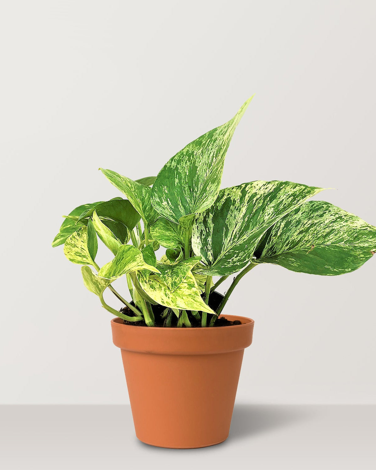 Marble queen pothos (Epipremnum aureum Marble Queen) - Bostan Al Jazeera