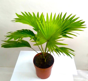 Mini Livistona chinensis (Chinese Fan Palm) - Bostan Al Jazeera